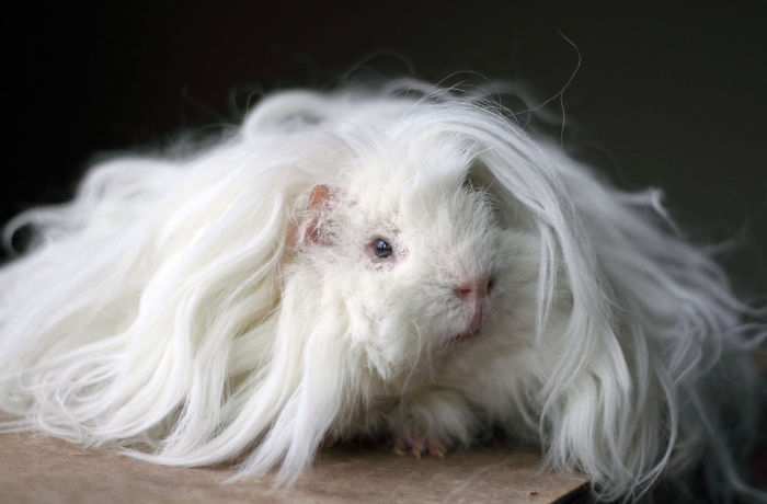 long-haired-guinea-pigs-591070afac4f4__700