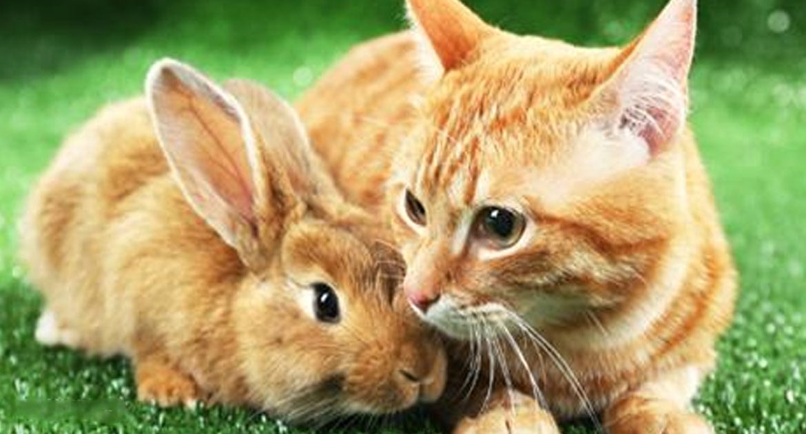 Cat Adopts Baby Rabbit And Proves That Love Transcends Species us