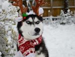 angry-husky-christmas-photoshoot-anuko-4