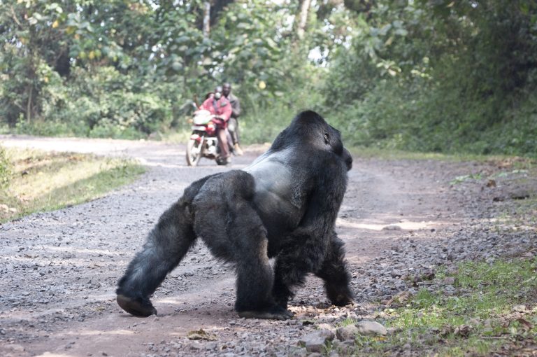 10-silverback-chimanuka-motorcycle-768x510