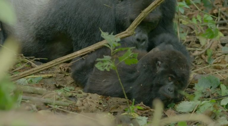 13-silverback-groom-768x426