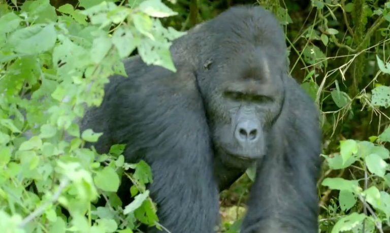 2-silverback-in-the-bushes-768x459