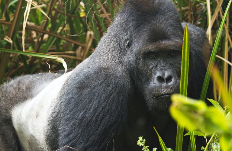 6-silverback-eastern_lowland_gorilla-e1515520525300-768x500