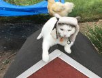 cat-has-chicken-fans-4