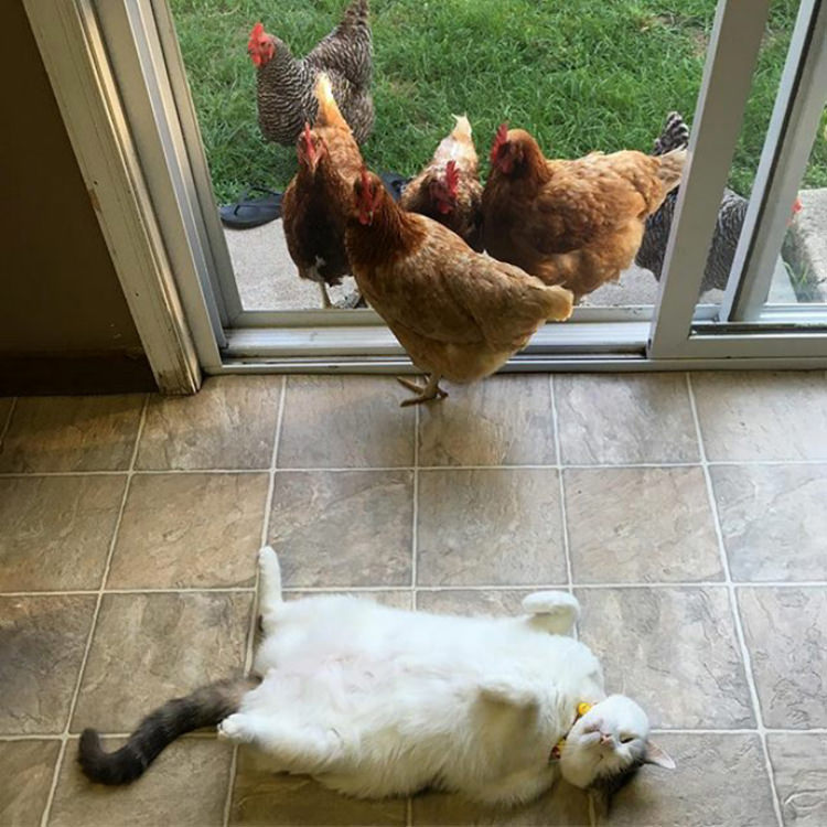 cat-has-chicken-fans-6