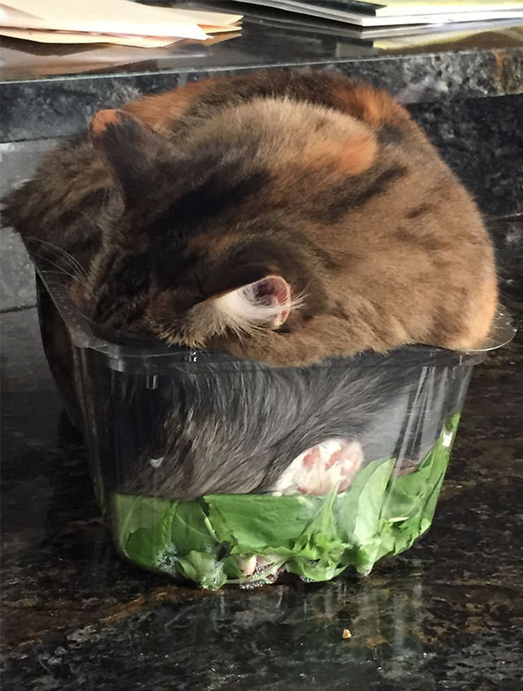 cats-fit-weird-places-11