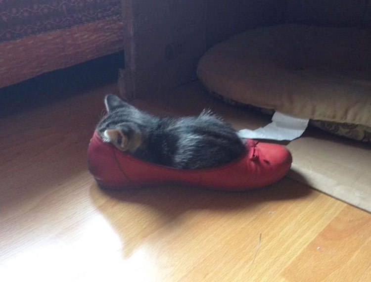 cats-fit-weird-places-13