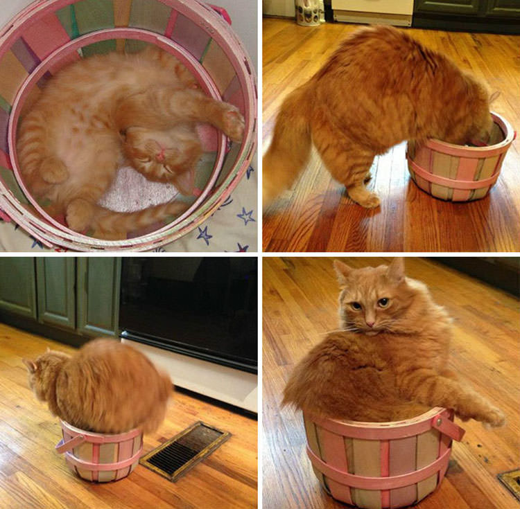 cats-fit-weird-places-17