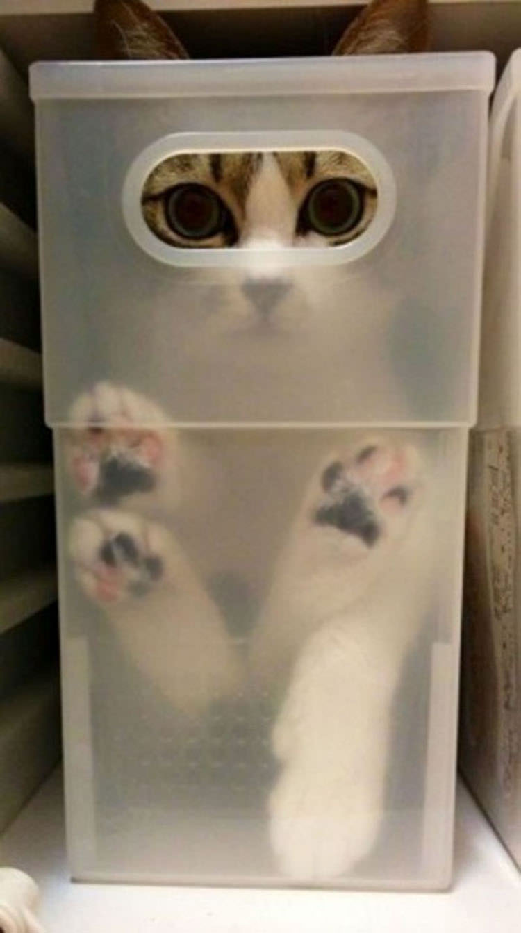 cats-fit-weird-places-7