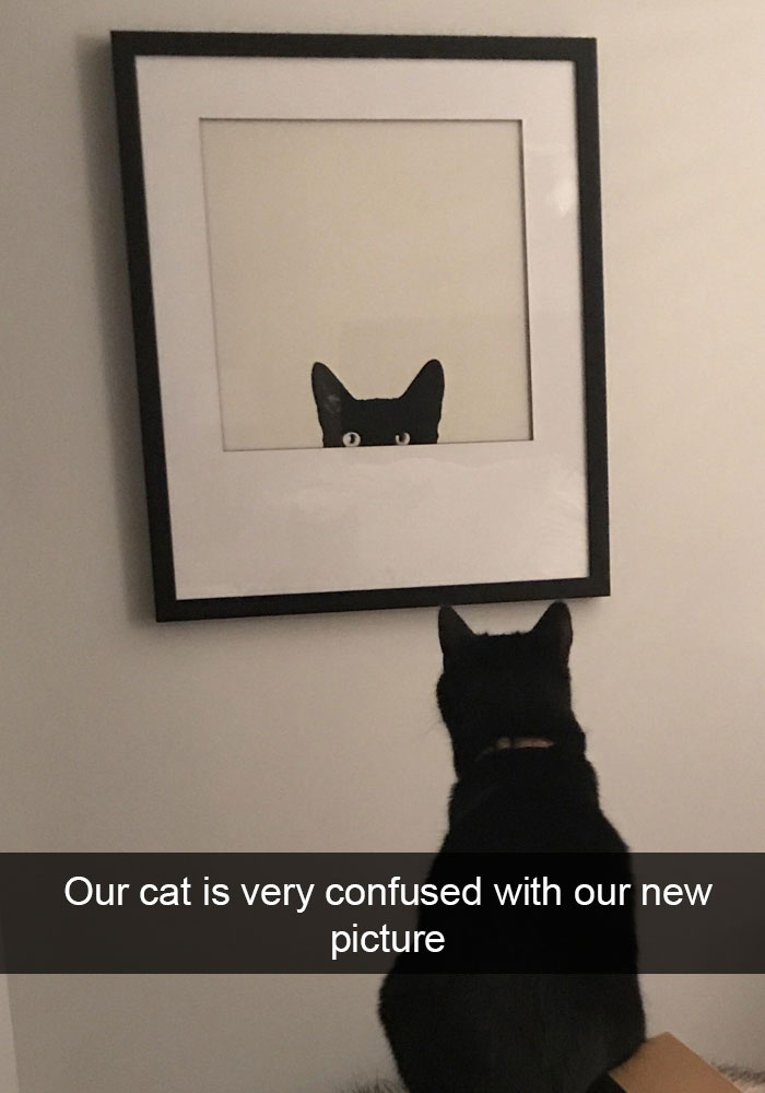 cats-funny-snapchats-100-5a1c106a7e17e__700