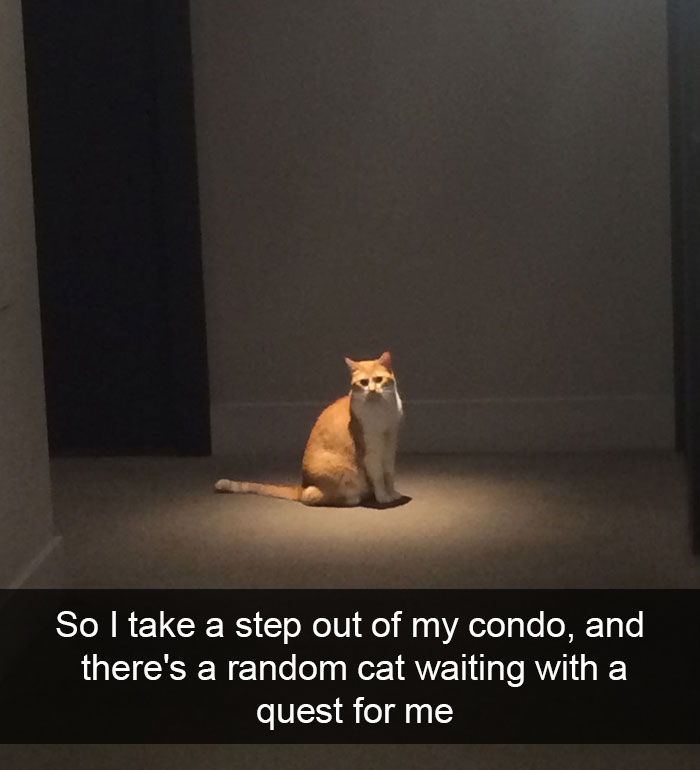 cats-funny-snapchats-102-5a1c1189d007c__700