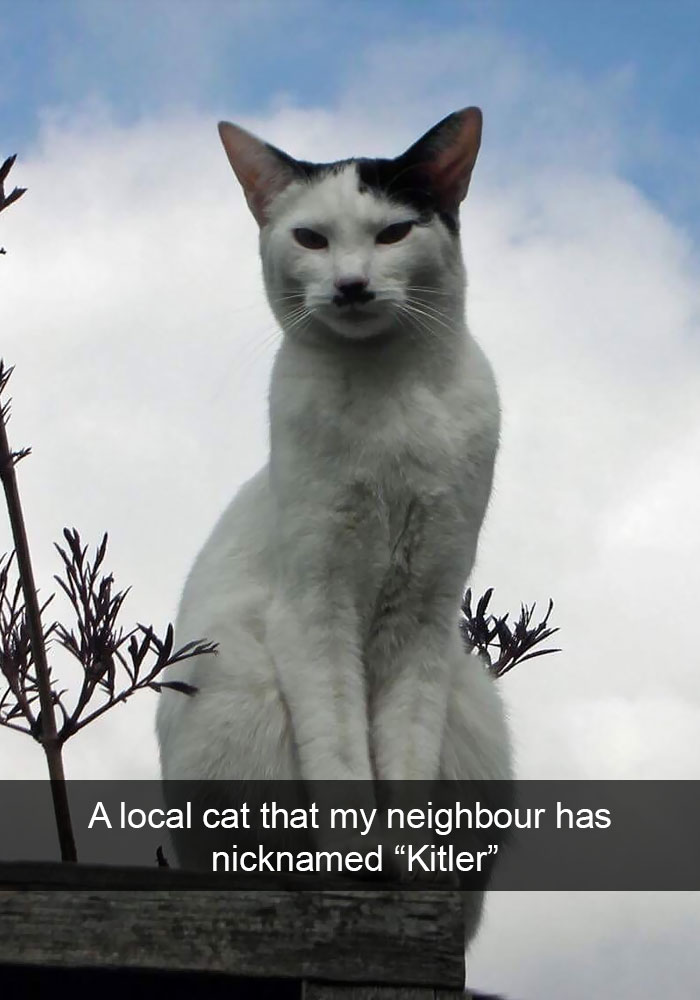 cats-funny-snapchats-106-5a1c1c3e0cf1a__700