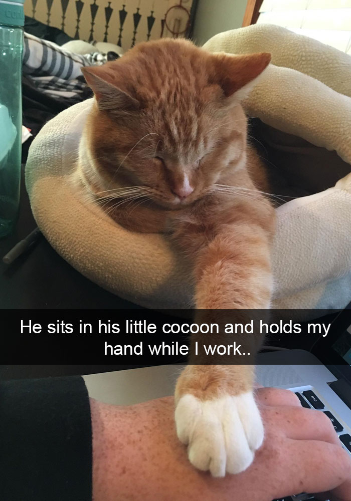 cats-funny-snapchats-107-5a1c0ee23a17d__700