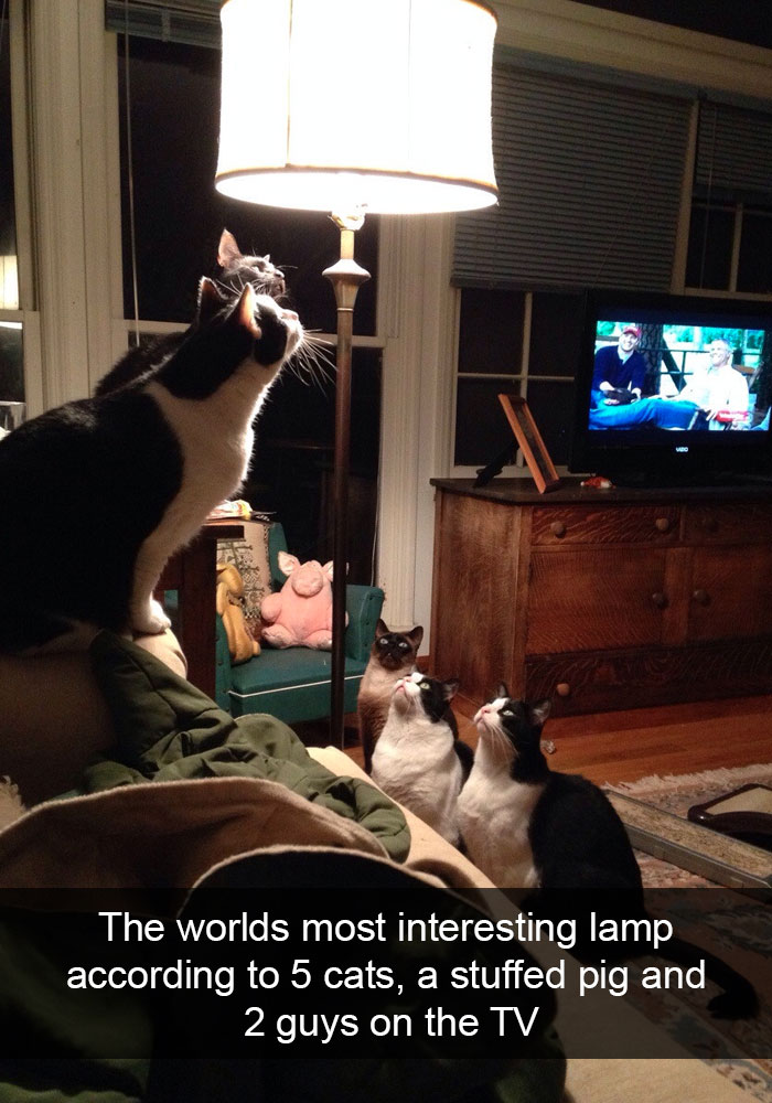 cats-funny-snapchats-44-5a1814eaa5096__700