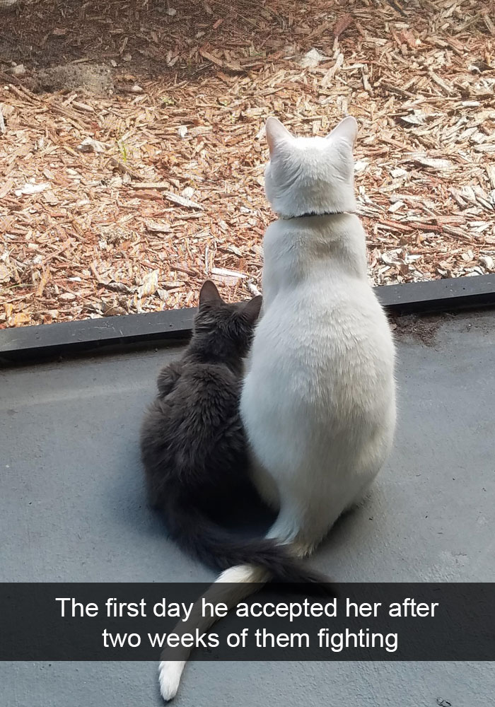 cats-funny-snapchats-48-5a181f05807df__700