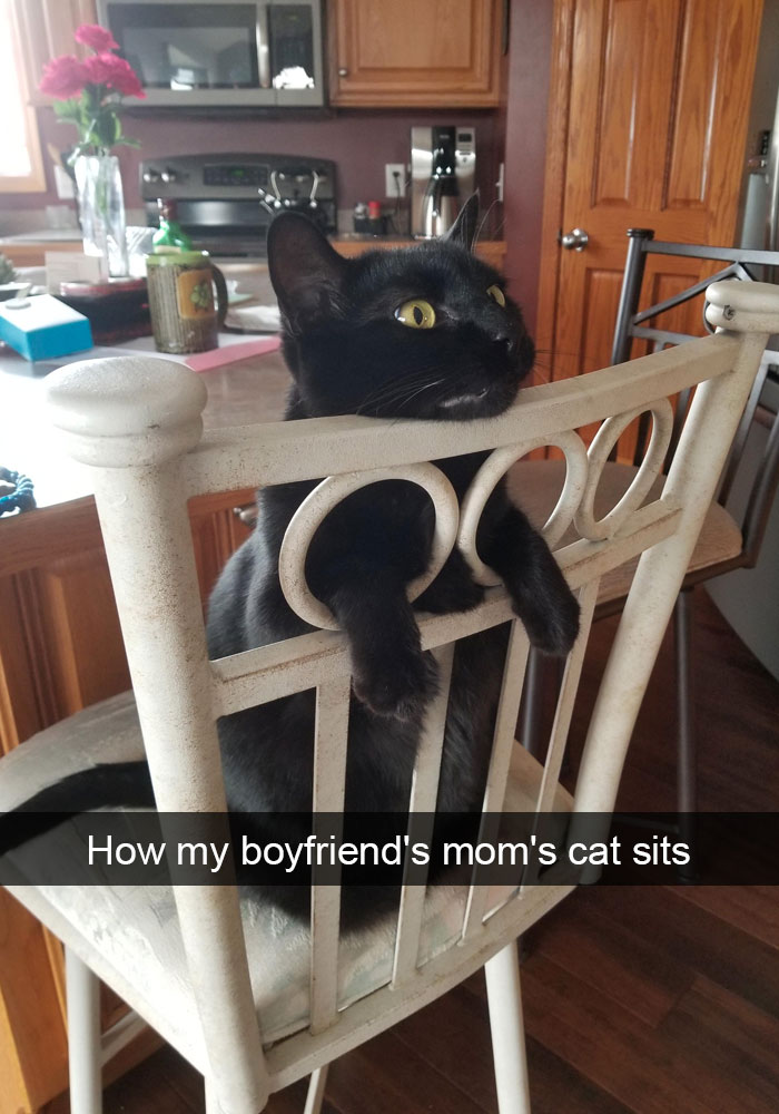 cats-funny-snapchats-5a17ddf119239__700