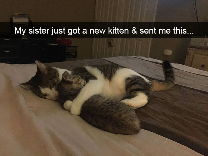 cats-funny-snapchats-5a17e1afa36ff__700