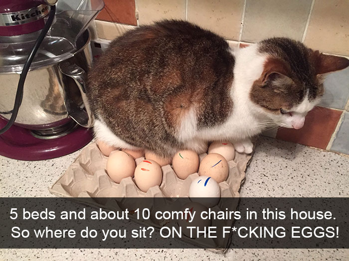 cats-funny-snapchats-5a17f0e3a6afc__700