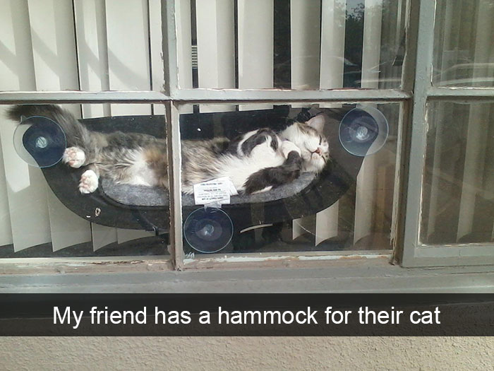 cats-funny-snapchats-5a17f55951466__700