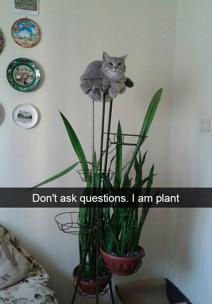 cats-funny-snapchats-5a17fa2110120__700