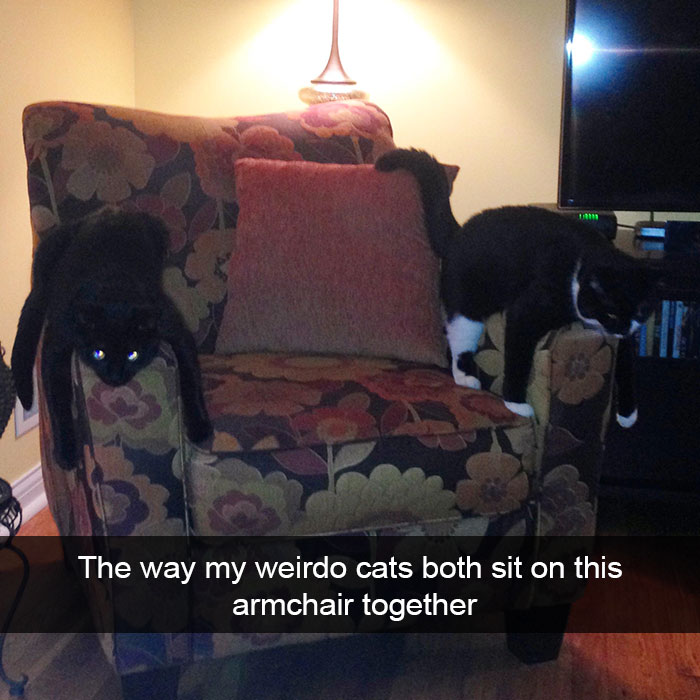 cats-funny-snapchats-5a180d6de15cd__700