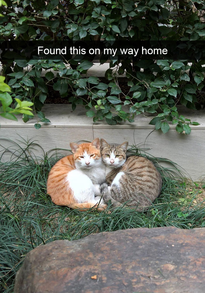 cats-funny-snapchats-5a180f34b40aa__700