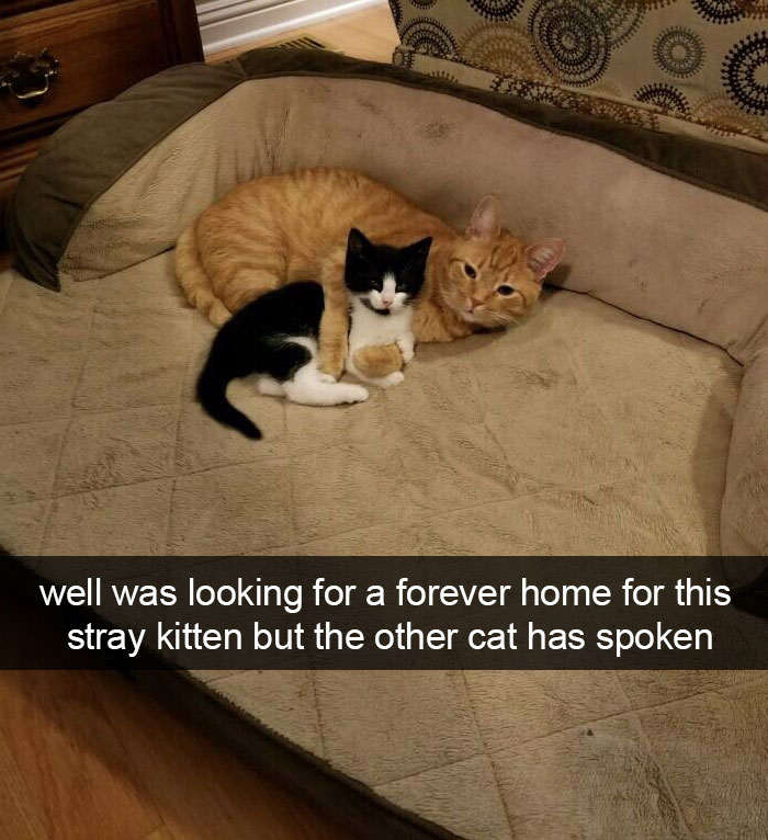 cats-funny-snapchats-60-5a183fac31cbb__700