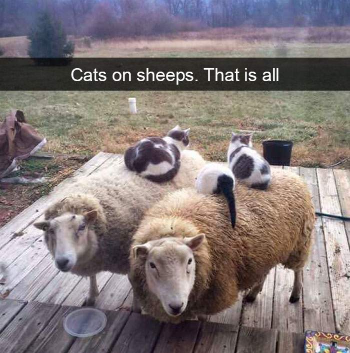 cats-funny-snapchats-87-5a1c0e9fbe5cb__700