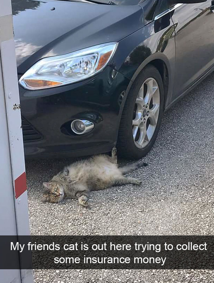 cats-funny-snapchats-98-5a1c24f1ee7c5__700