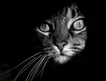mysterious-cats-photography-10
