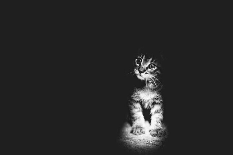 mysterious-cats-photography-12