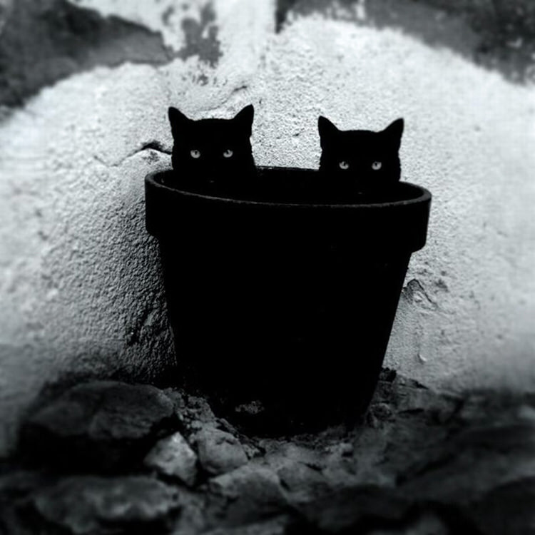 mysterious-cats-photography-13