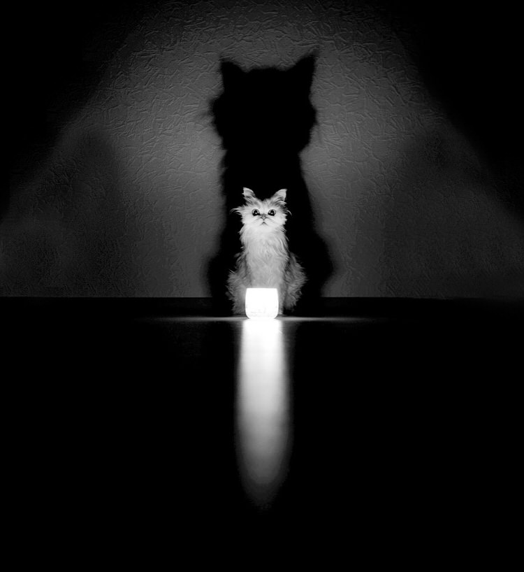 mysterious-cats-photography-3