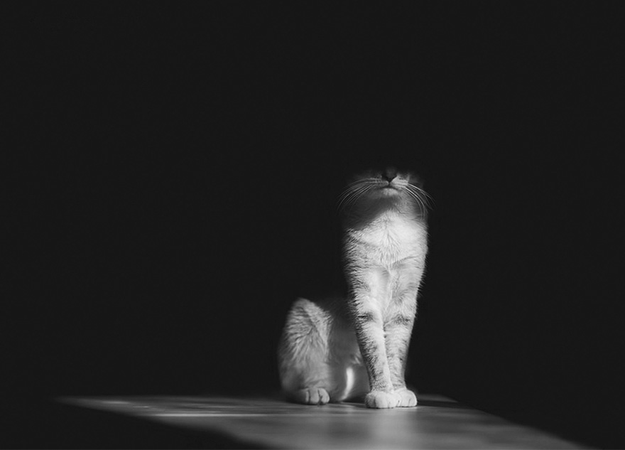 mysterious-cats-photography-6