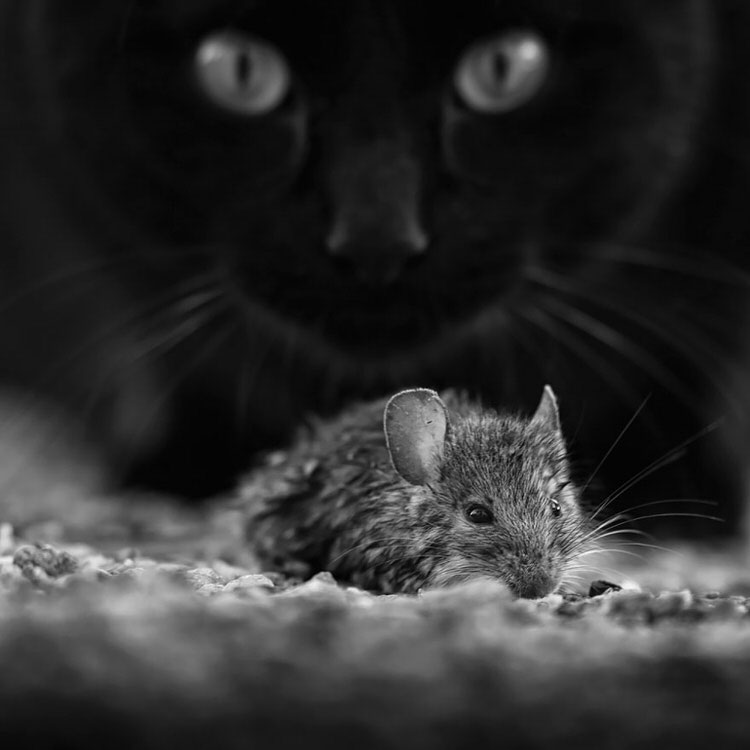 mysterious-cats-photography-7