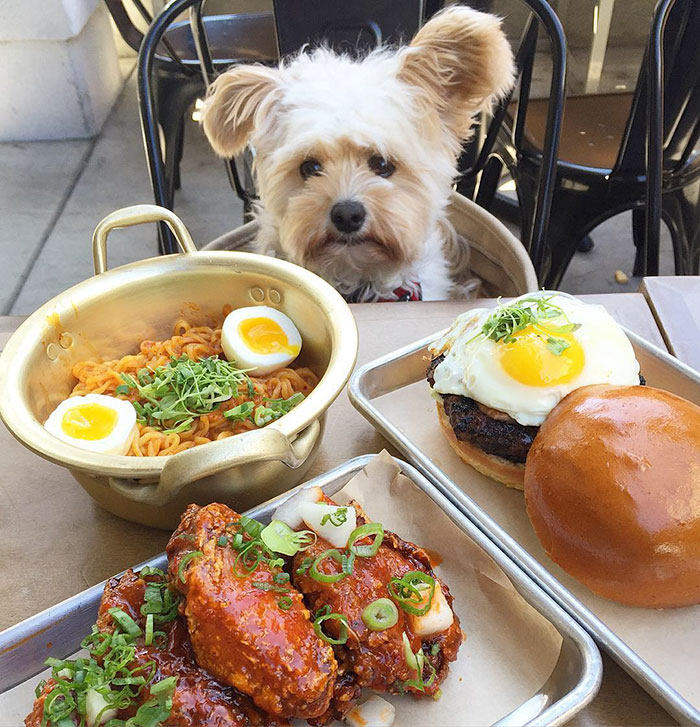 rescue-dog-restaurants-food-instagram-popeyethefoodie-1-581057bf738cd__700