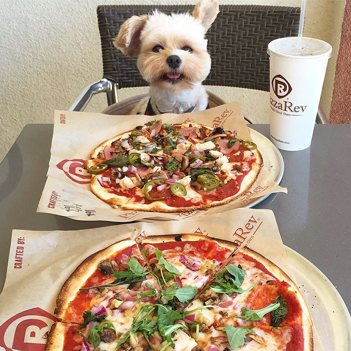 rescue-dog-restaurants-food-instagram-popeyethefoodie-11-581057dc4d9e1__700