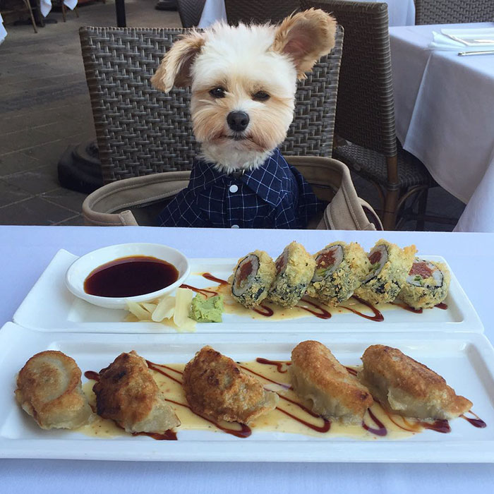 rescue-dog-restaurants-food-instagram-popeyethefoodie-13-581057e0aac86__700