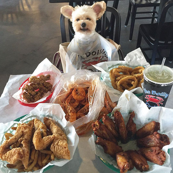 rescue-dog-restaurants-food-instagram-popeyethefoodie-15-581057e6a8f6a__700