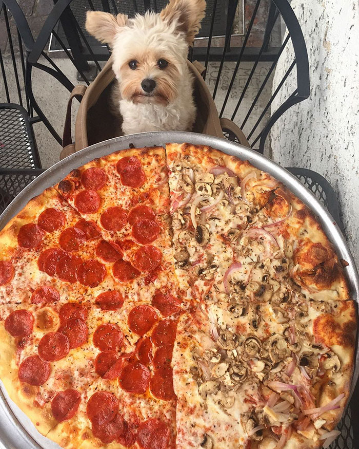 rescue-dog-restaurants-food-instagram-popeyethefoodie-16-581057e94d69e__700