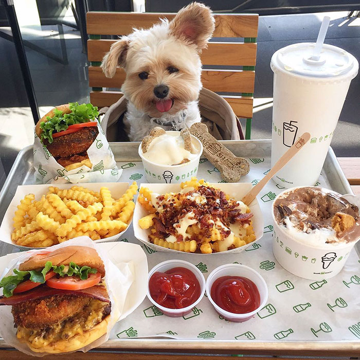 rescue-dog-restaurants-food-instagram-popeyethefoodie-17-581057ebc5312__700