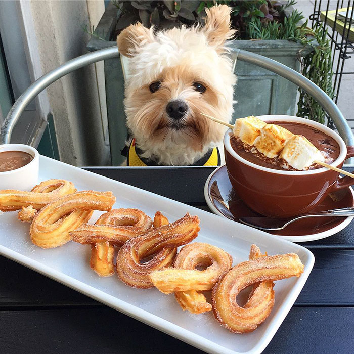 rescue-dog-restaurants-food-instagram-popeyethefoodie-25-5810580151c44__700