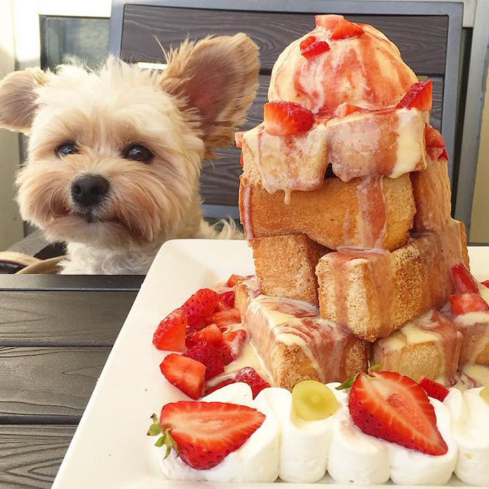 rescue-dog-restaurants-food-instagram-popeyethefoodie-30-581058119e569__700