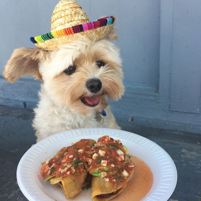 rescue-dog-restaurants-food-instagram-popeyethefoodie-33-58105819e5a2f__700