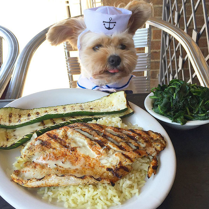 rescue-dog-restaurants-food-instagram-popeyethefoodie-35-58105820243b5__700
