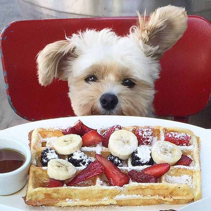 rescue-dog-restaurants-food-instagram-popeyethefoodie-36-581058230a9e3__700