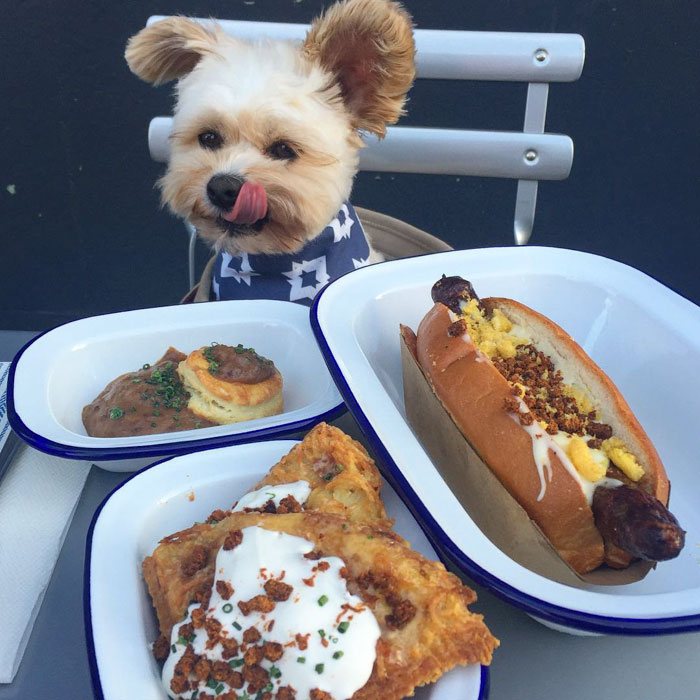 rescue-dog-restaurants-food-instagram-popeyethefoodie-38-58105827ea6a7__700