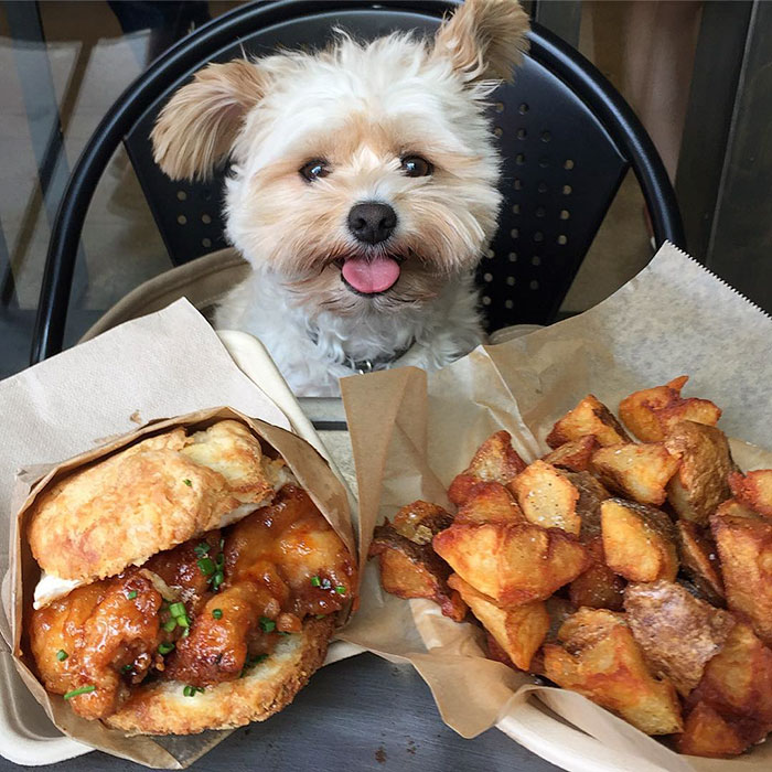 rescue-dog-restaurants-food-instagram-popeyethefoodie-4-581057c7f3961__700