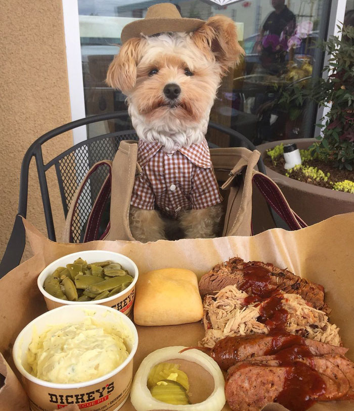 rescue-dog-restaurants-food-instagram-popeyethefoodie-40-5810582d1b733__700