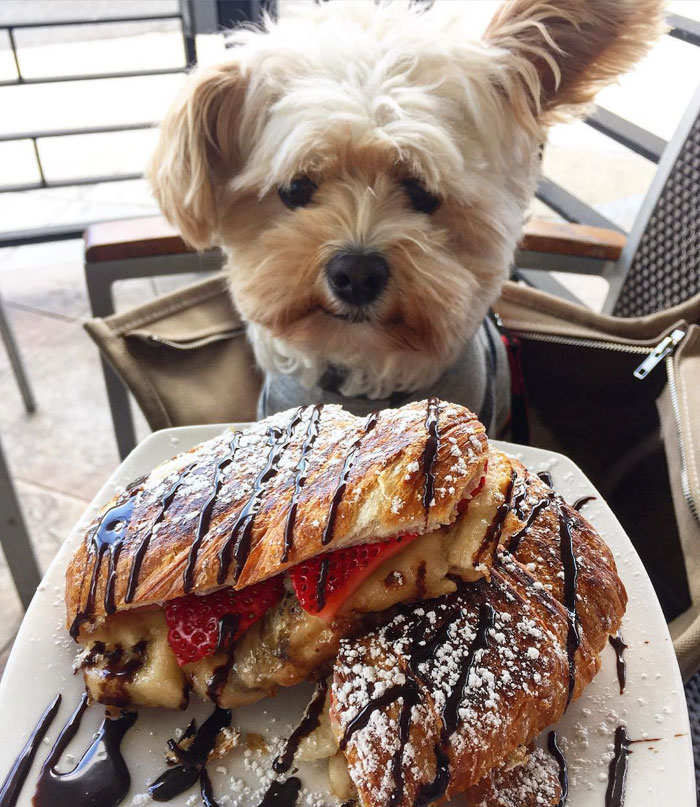 rescue-dog-restaurants-food-instagram-popeyethefoodie-43-581058344e8f4__700